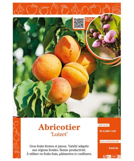 ABRICOTIER LUIZET
