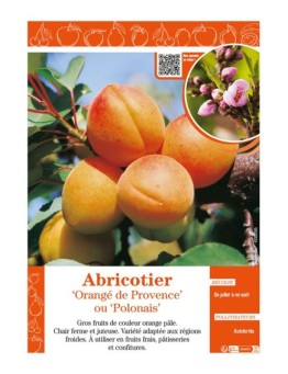 ABRICOTIER ORANGÉ DE PROVENCE OU POLONAIS