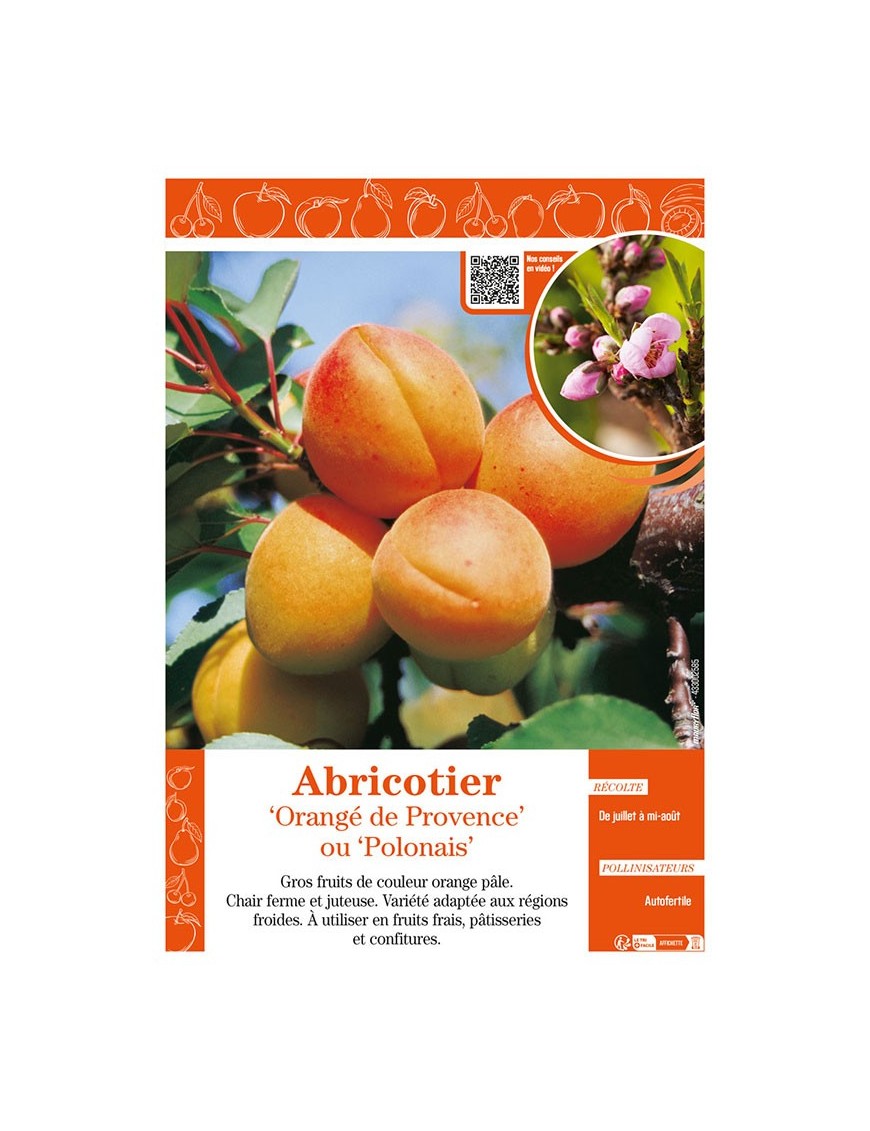 ABRICOTIER ORANGÉ DE PROVENCE OU POLONAIS