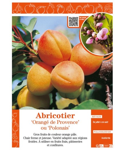 ABRICOTIER ORANGÉ DE PROVENCE OU POLONAIS