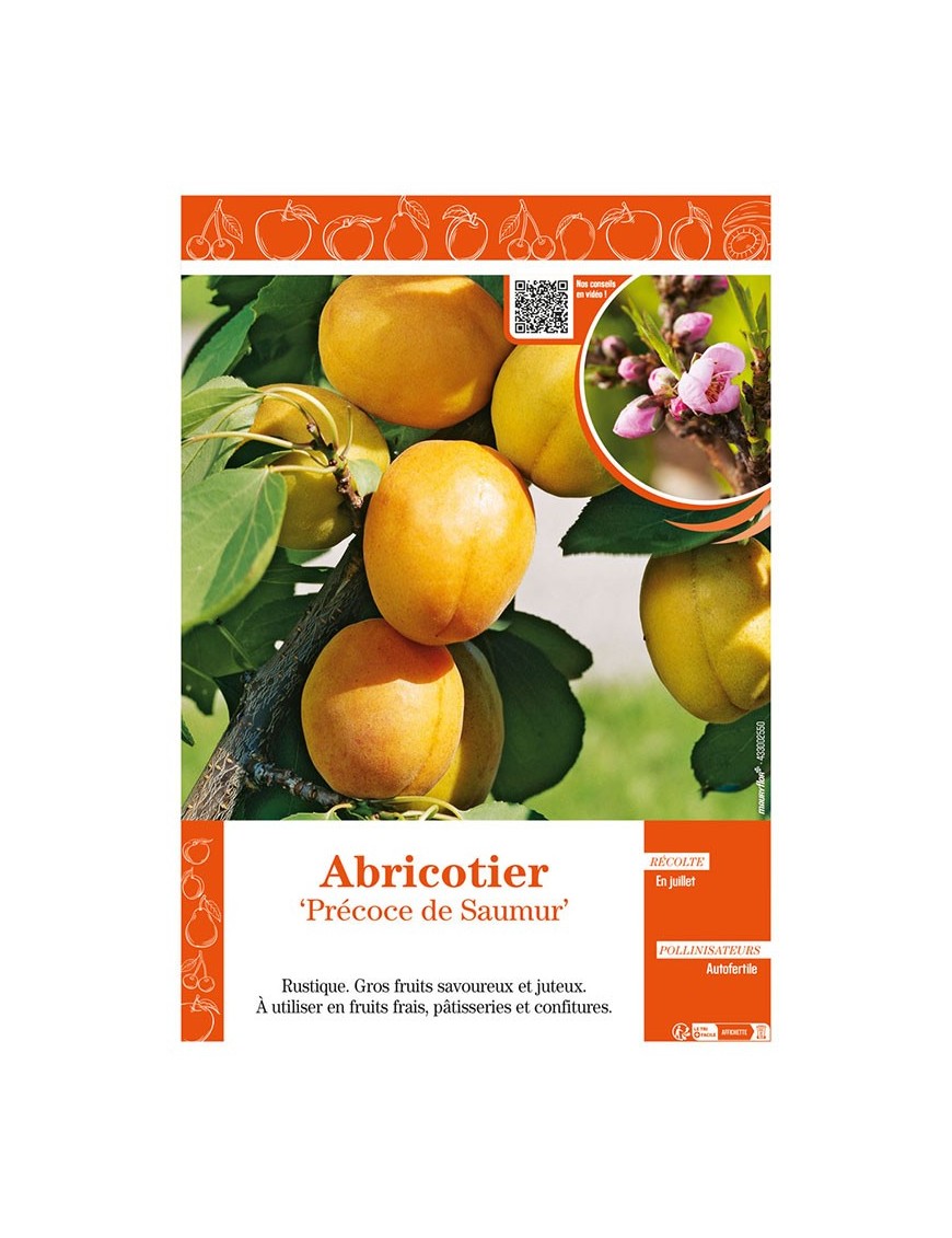 ABRICOTIER PRÉCOCE DE SAUMUR