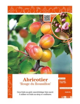 ABRICOTIER ROUGE DU ROUSSILLON