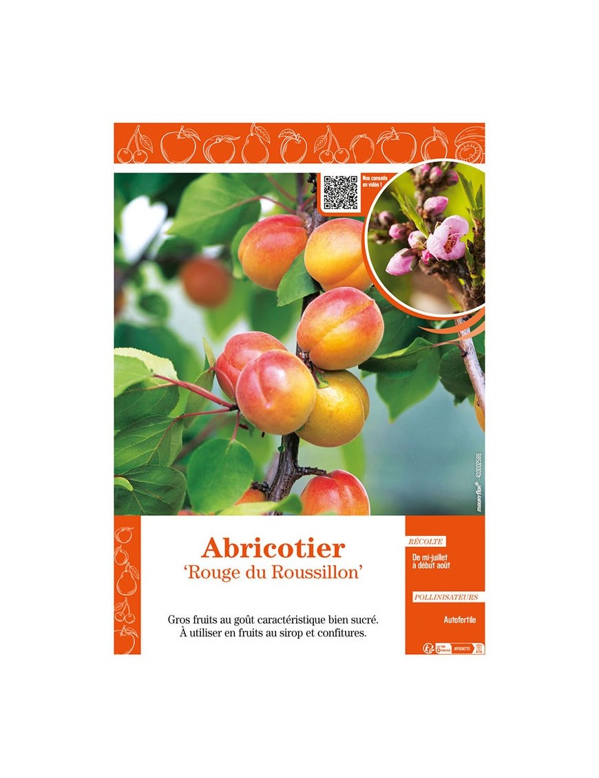 ABRICOTIER ROUGE DU ROUSSILLON