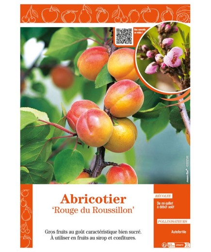 ABRICOTIER ROUGE DU ROUSSILLON