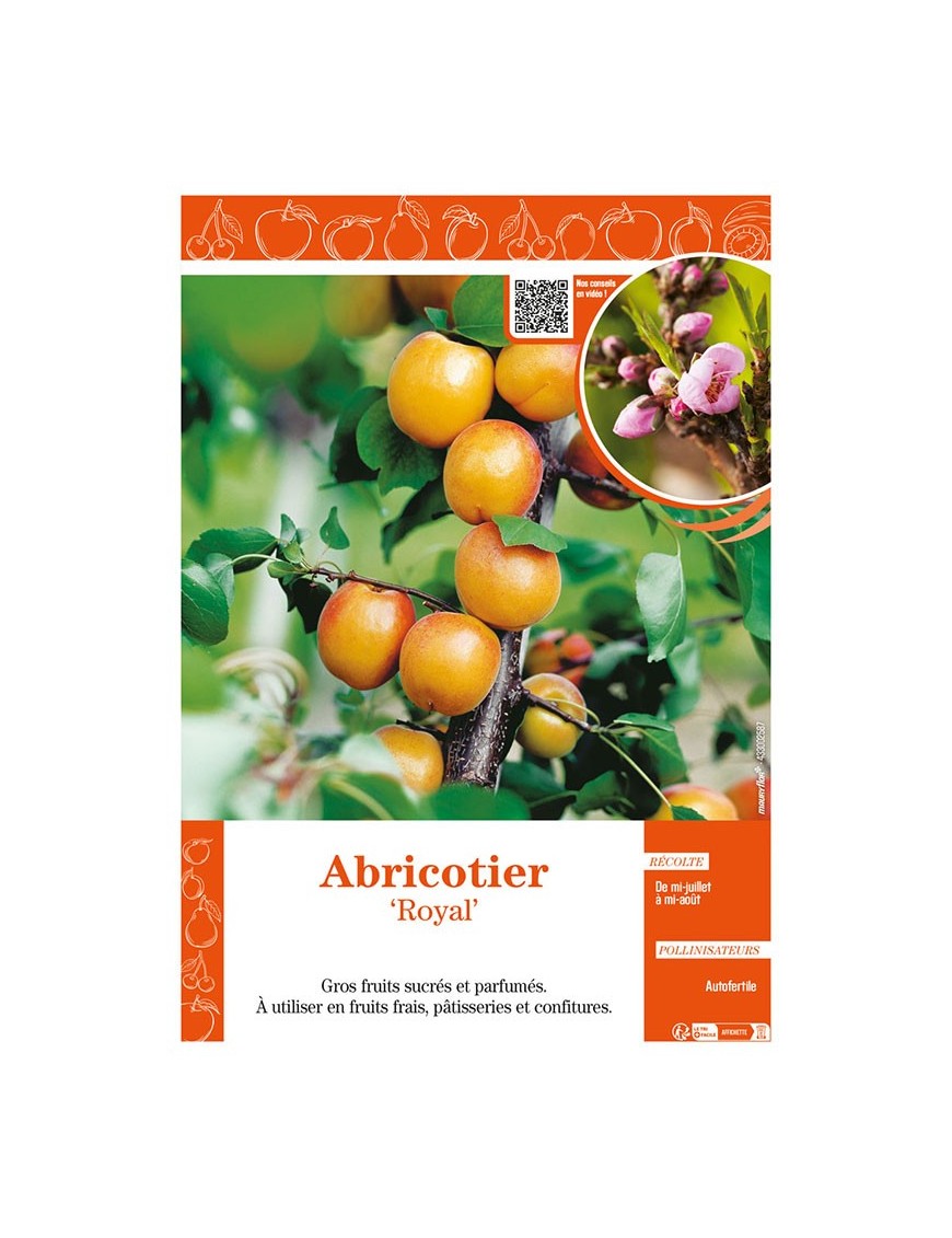 ABRICOTIER ROYAL