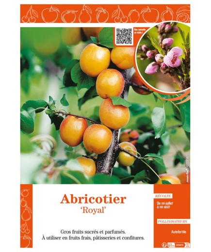 ABRICOTIER ROYAL