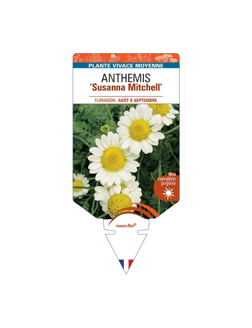 ANTHEMIS Susanna Mitchell