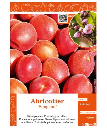 ABRICOTIER SUNGIANT