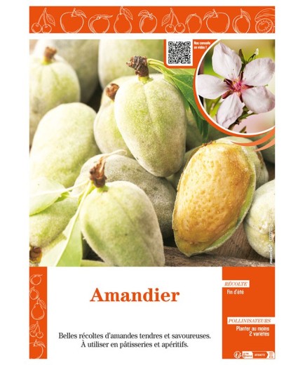 AMANDIER