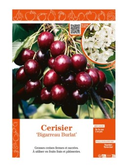 CERISIER BIGARREAU BURLAT