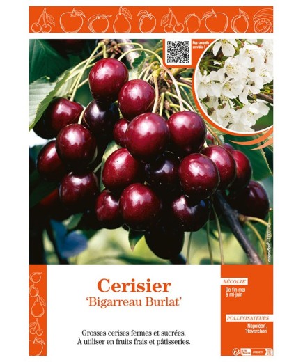 CERISIER BIGARREAU BURLAT