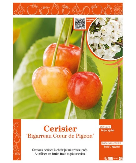 CERISIER BIGARREAU COEUR DE PIGEON
