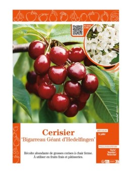 CERISIER BIGARREAU GÉANT D'HEDELFINGEN