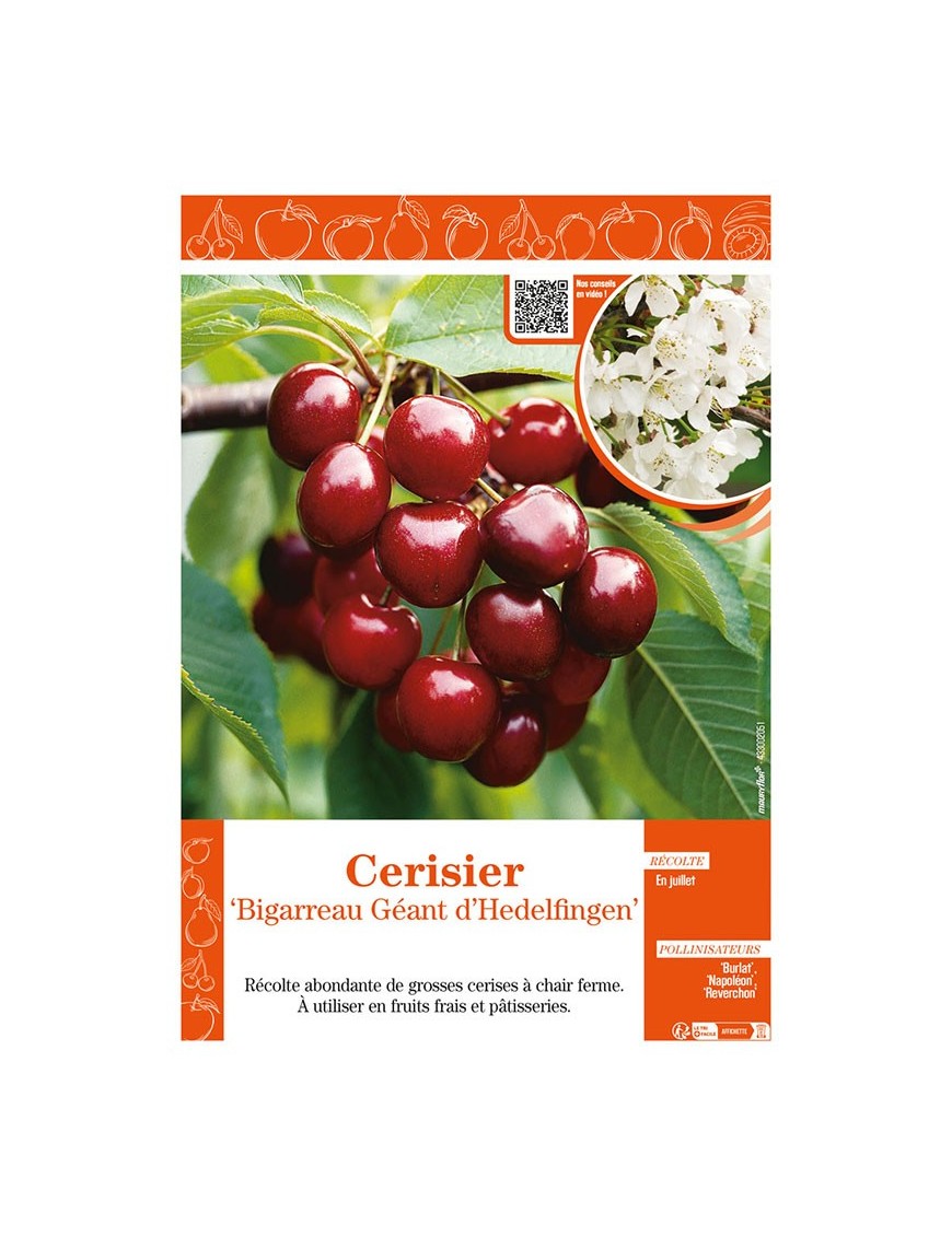 CERISIER BIGARREAU GÉANT D'HEDELFINGEN