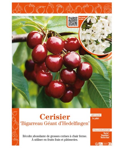 CERISIER BIGARREAU GÉANT D'HEDELFINGEN