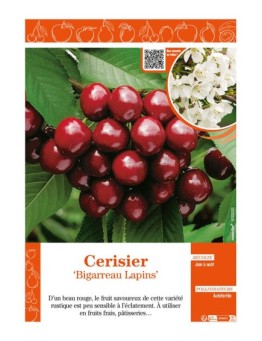 CERISIER BIGARREAU LAPINS