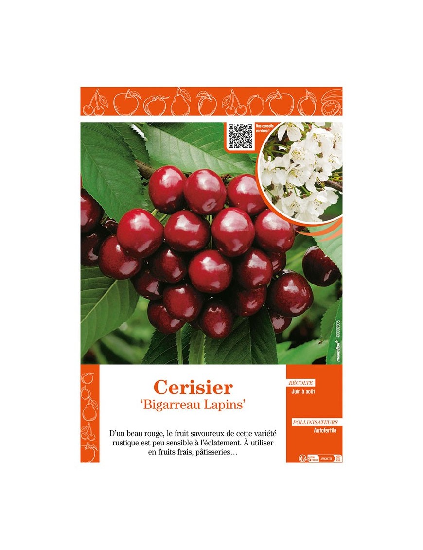 CERISIER BIGARREAU LAPINS