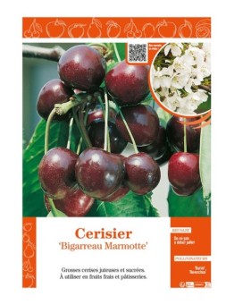 CERISIER BIGARREAU MARMOTTE