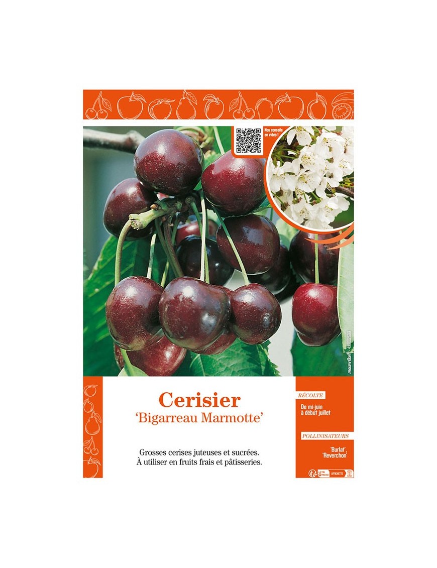 CERISIER BIGARREAU MARMOTTE