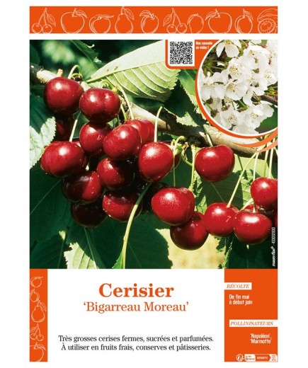 CERISIER BIGARREAU MOREAU