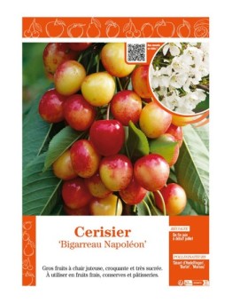 CERISIER BIGARREAU NAPOLÉON