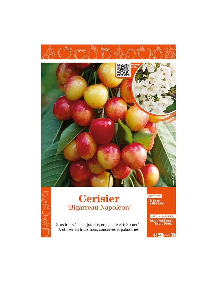 CERISIER BIGARREAU NAPOLÉON