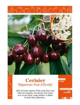 CERISIER BIGARREAU NOIR D'ECULLY
