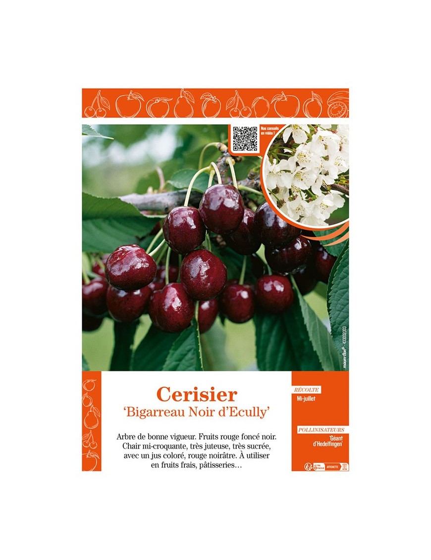 CERISIER BIGARREAU NOIR D'ECULLY