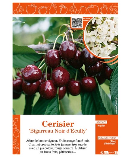 CERISIER BIGARREAU NOIR D'ECULLY