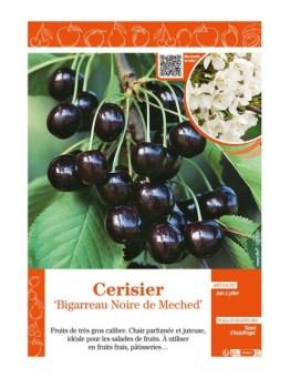CERISIER BIGARREAU NOIRE DE MECHED