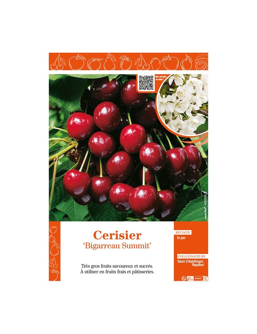 CERISIER BIGARREAU SUMMIT