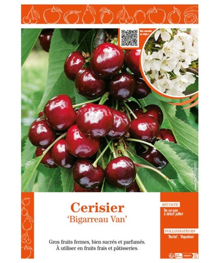CERISIER BIGARREAU VAN