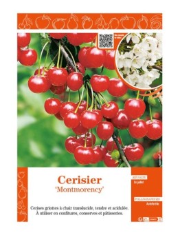 CERISIER MONTMORENCY
