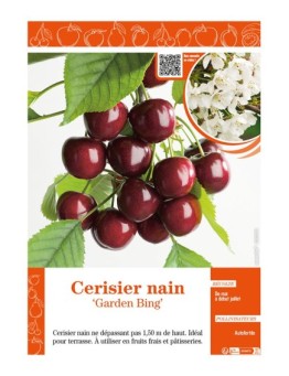 CERISIER NAIN GARDEN BING