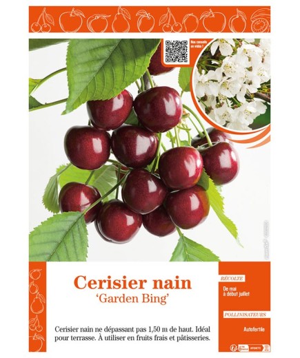 CERISIER NAIN GARDEN BING