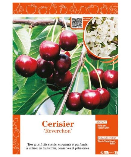 CERISIER REVERCHON