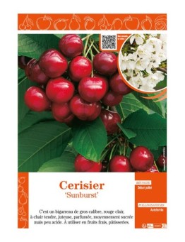 CERISIER SUNBURST