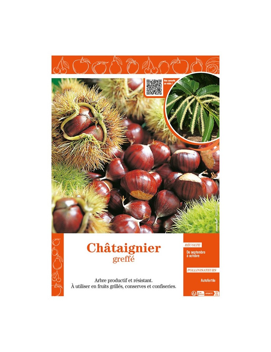 CHÂTAIGNIER GREFFÉ