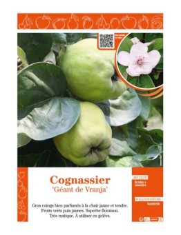 COGNASSIER GÉANT DE VRANJA