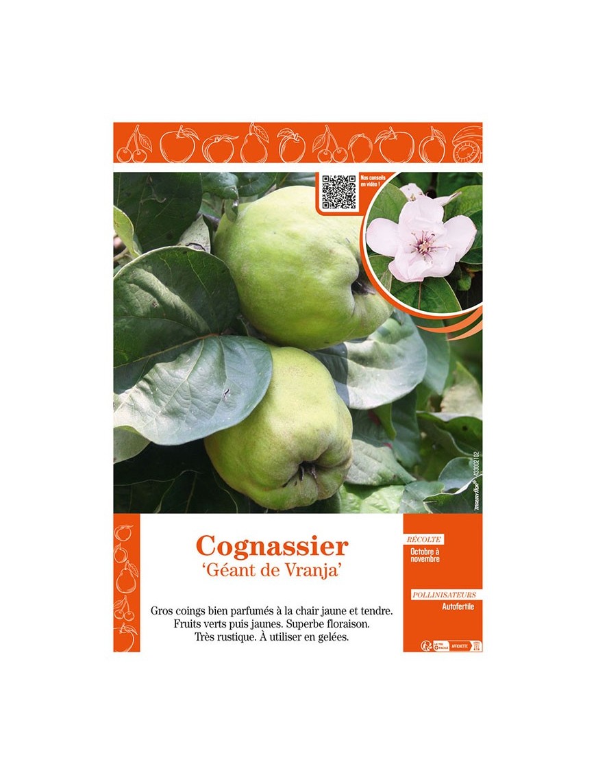 COGNASSIER GÉANT DE VRANJA