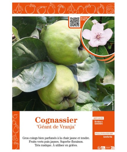COGNASSIER GÉANT DE VRANJA