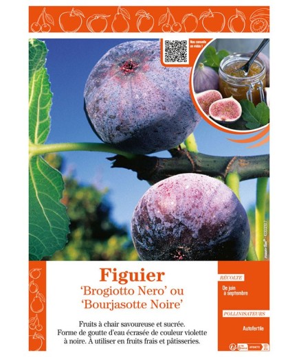 FIGUIER BROGIOTTO NERO OU BOURJASOTTE NOIRE