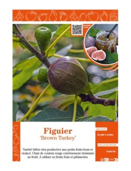 FIGUIER BROWN TURKEY