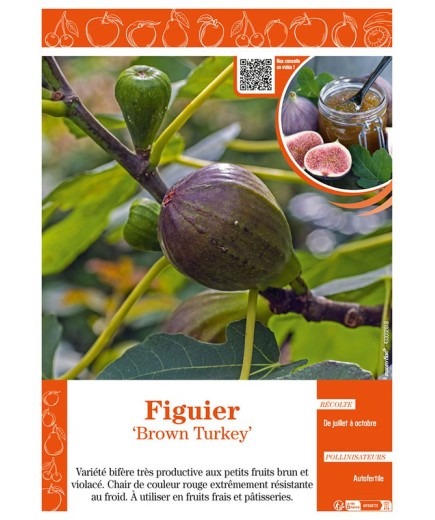 FIGUIER BROWN TURKEY
