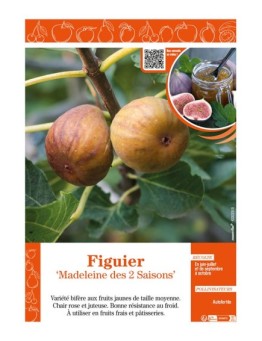 FIGUIER MADELEINE DES 2 SAISONS