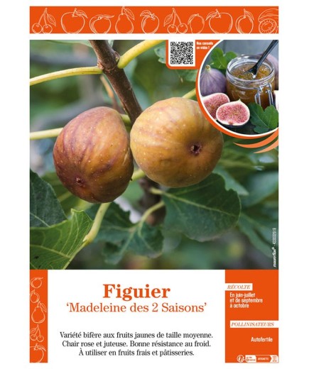 FIGUIER MADELEINE DES 2 SAISONS