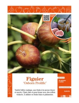 FIGUIER OSBORN PROLIFIC