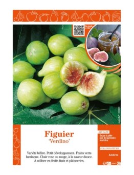 FIGUIER VERDINO