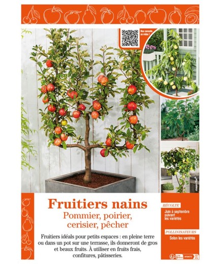 FRUITIERS NAINS - Pommier, poirier, cerisier, pêcher