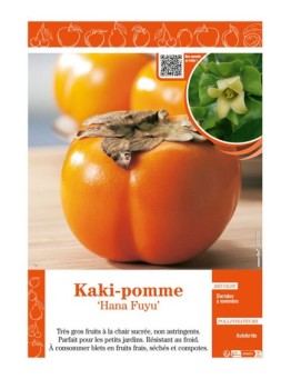 KAKI-POMME HANA FUYU